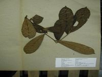 Herbarium sample