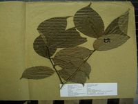 Herbarium sample