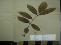 Herbarium sample