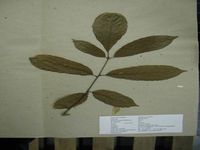 Herbarium sample