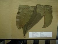 Herbarium sample