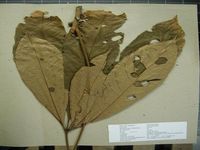 Herbarium sample