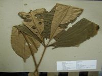 Herbarium sample