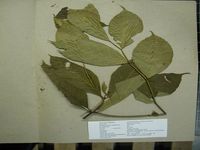 Herbarium sample