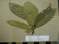 Herbarium sample