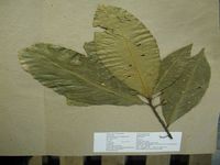 Herbarium sample