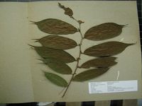 Herbarium sample