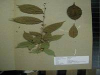 Herbarium sample