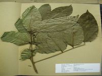 Herbarium sample