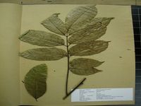 Herbarium sample