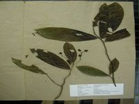 Herbarium sample