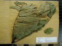 Herbarium sample