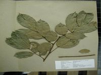 Herbarium sample