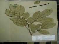 Herbarium sample