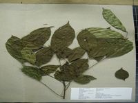 Herbarium sample