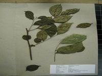 Herbarium sample