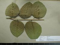 Herbarium sample