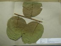 Herbarium sample