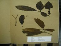 Herbarium sample