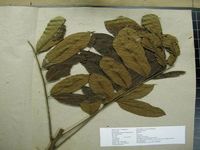 Herbarium sample