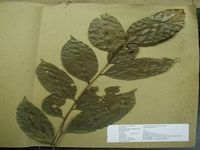 Herbarium sample