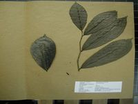 Herbarium sample