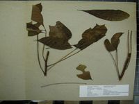 Herbarium sample