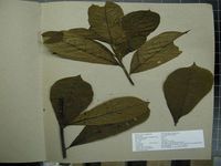 Herbarium sample