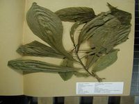 Herbarium sample