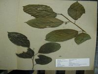 Herbarium sample