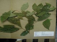 Herbarium sample