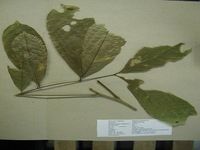 Herbarium sample