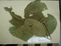 Herbarium sample