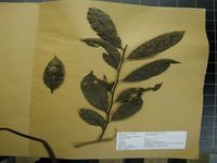 Herbarium sample