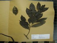 Herbarium sample