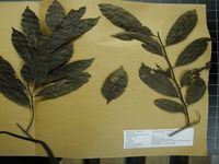 Herbarium sample