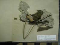 Herbarium sample