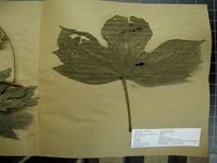 Herbarium sample