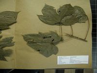 Herbarium sample