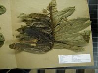 Herbarium sample