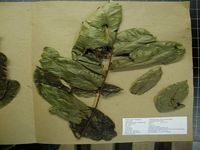 Herbarium sample