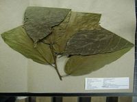 Herbarium sample