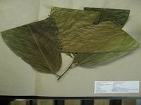 Herbarium sample