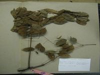 Herbarium sample