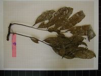 Herbarium sample