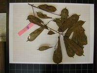 Herbarium sample