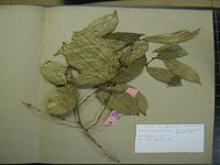 Herbarium sample