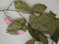 Herbarium sample