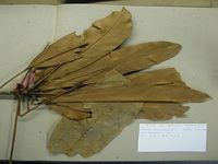 Herbarium sample