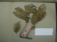 Herbarium sample